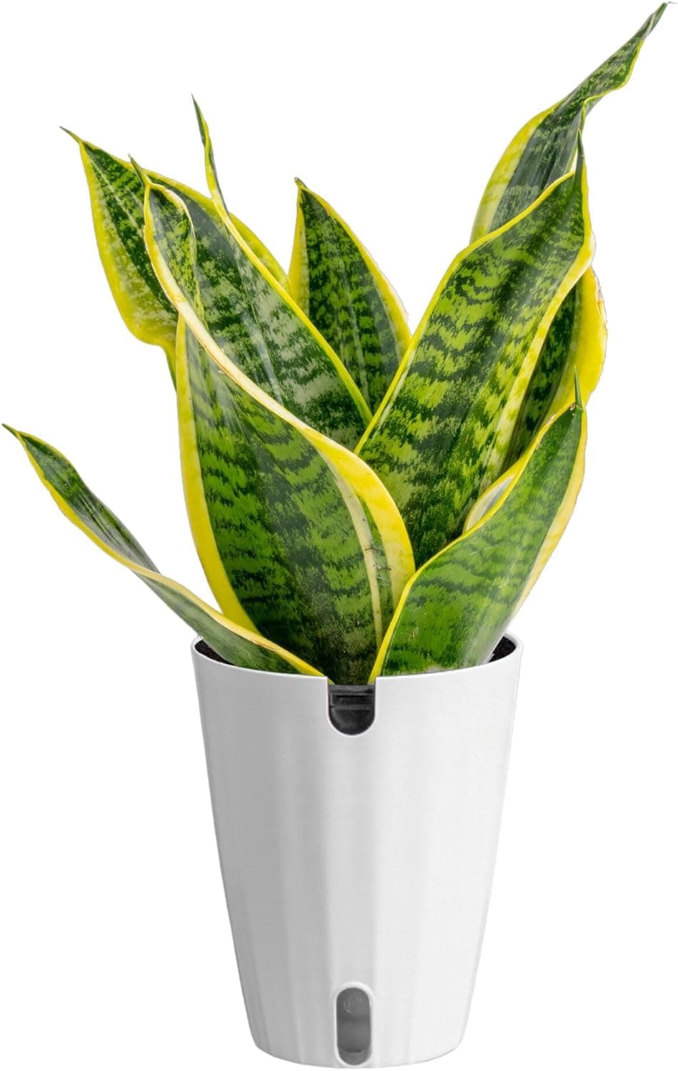 Costa Farms Snake Plant Live Indoor Houseplant in Self-Watering Decor Pot, 12-20 Inches Tall