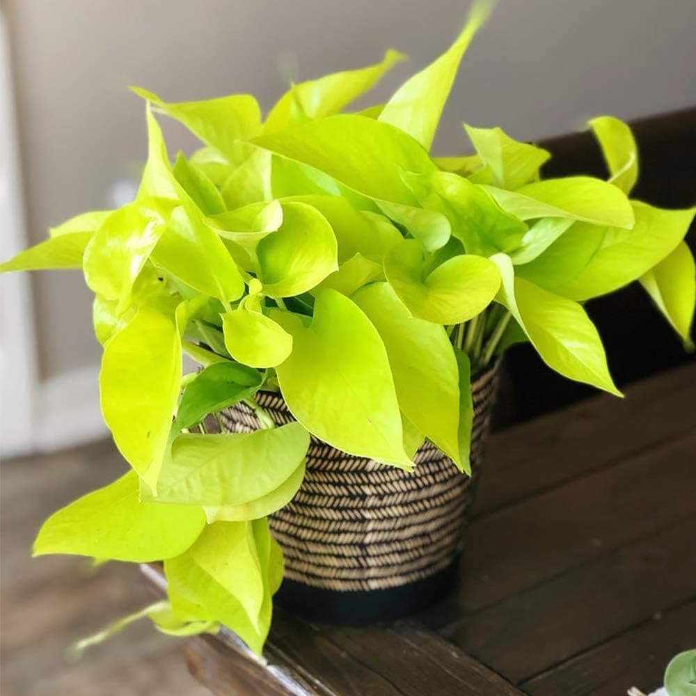 American Plant Exchange Neon Pothos - Live 6-Inch Potted Climbing Vine, Air Purifying Houseplant