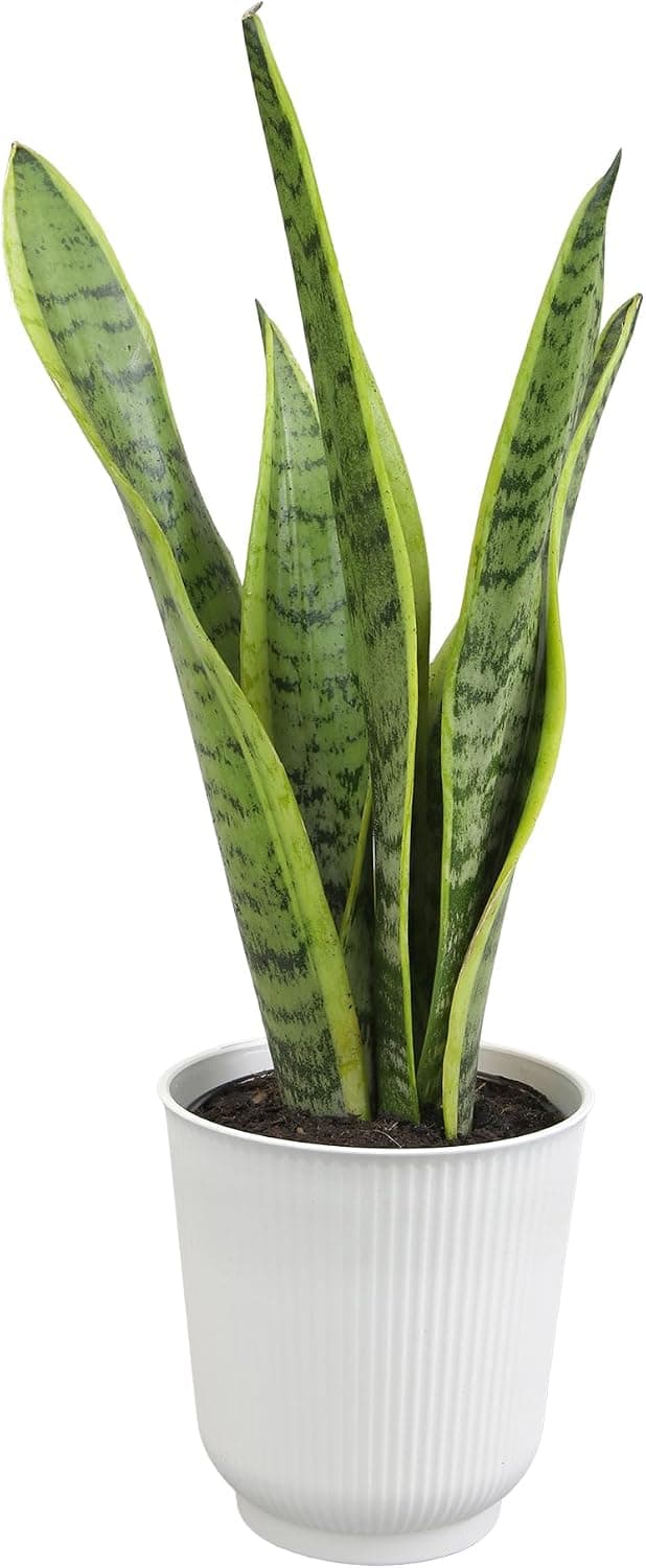 Plants for Pets Live Snake Plant, Sansevieria trifasciata Superba, Fully Rooted Indoor House Plant in Pot