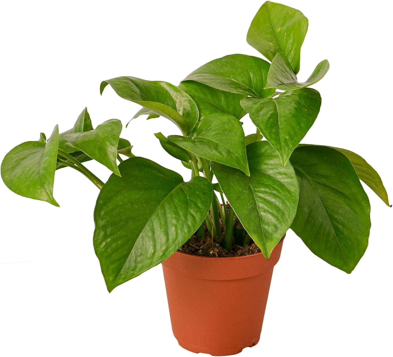 House Plant Shop Pothos 'Green' - 4 Inch Pot - Live Indoor Plant