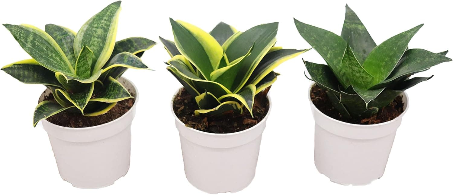 The Best Plants and Planters for a Home Yoga Studio
