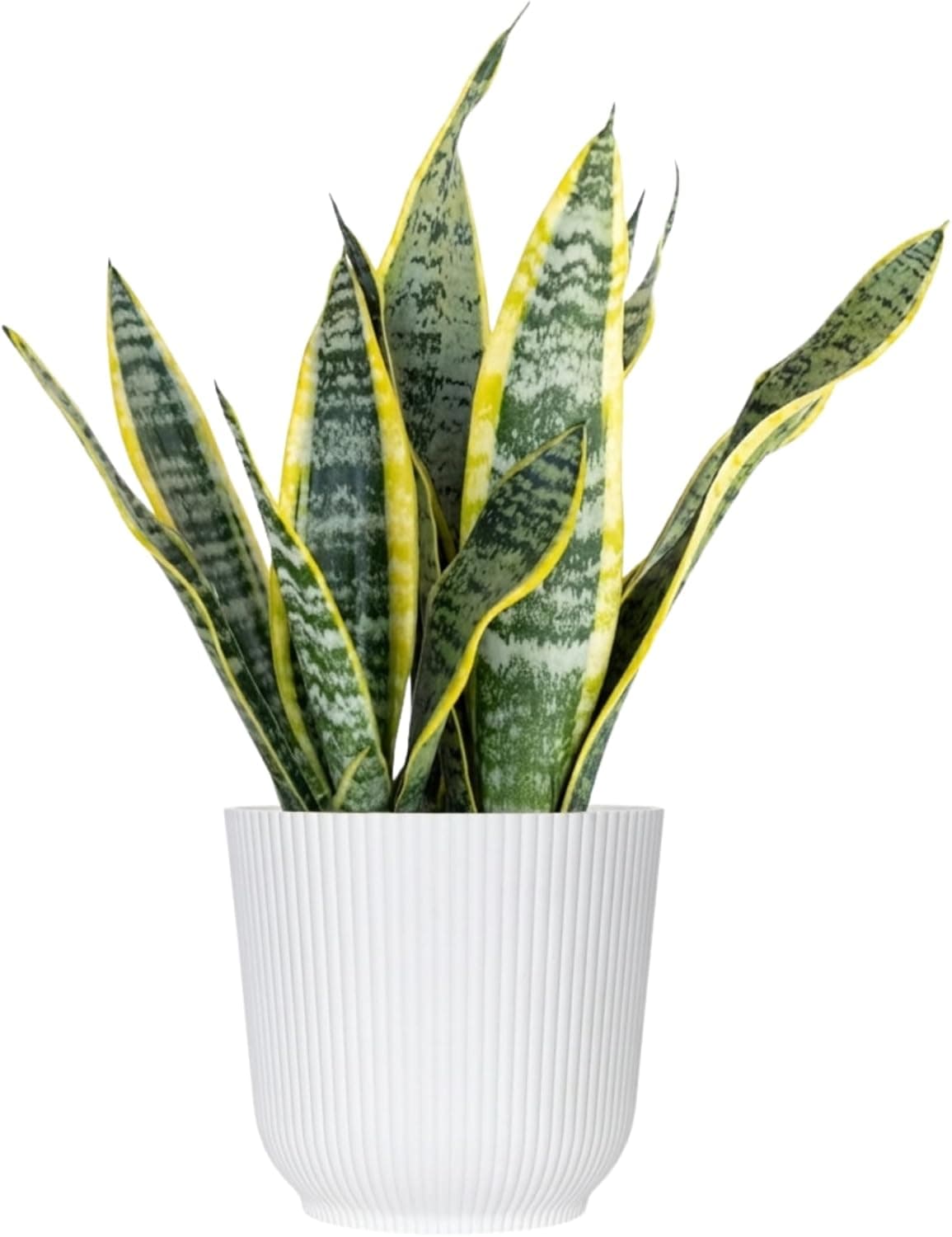 United Nursery Live Snake Plant, Sansevieria Trifasciata Laurentii, 2-3 ft Tall