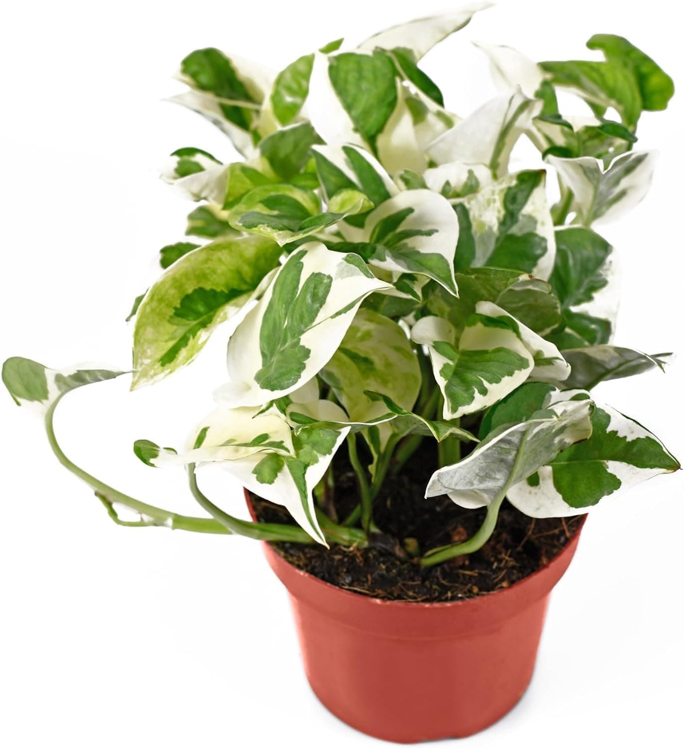 Live Tropical Pothos Plant (Pearls and Jade) - Easy to Care for - in 3-inch Pot